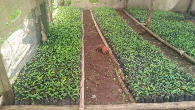 Nursery Bed