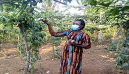 Passion Fruit Farmers