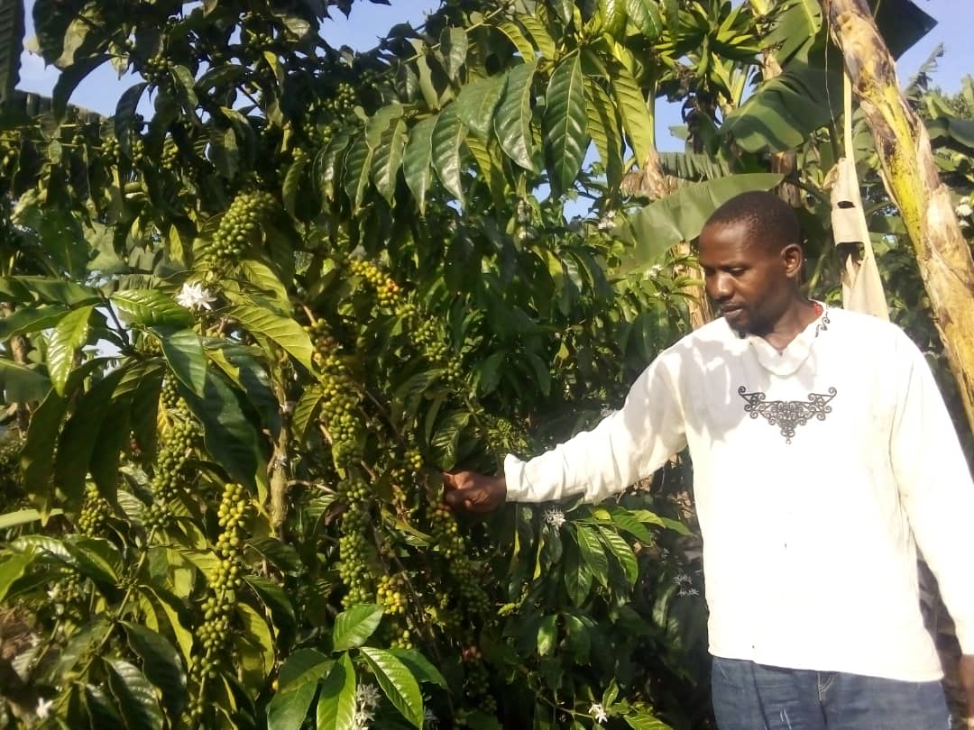 Coffee Grower