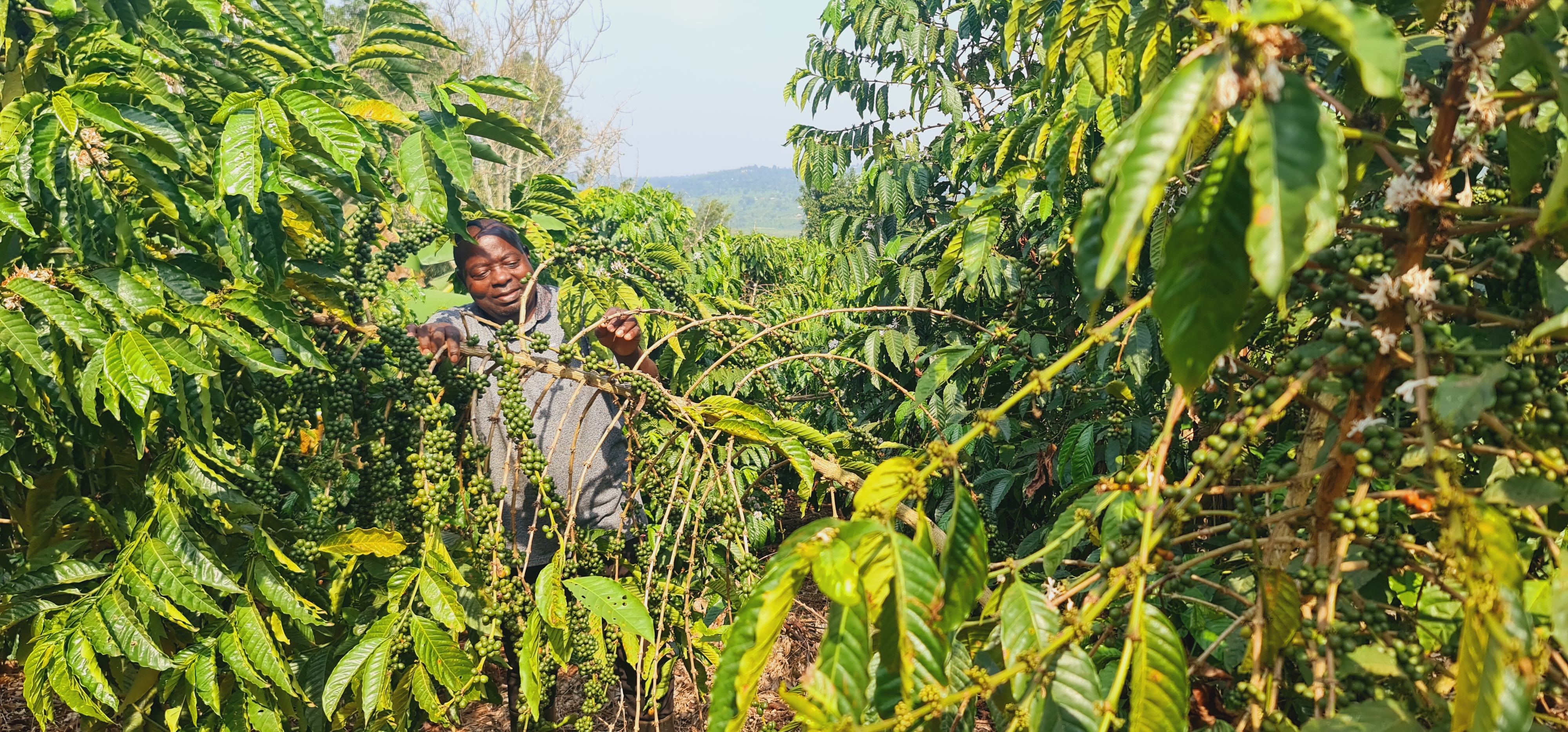Coffee Gardening